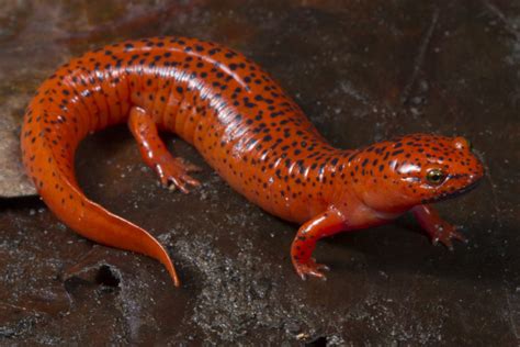  Fire Salamander:  The Fiery Amphibian That Rocks a Bold Style!