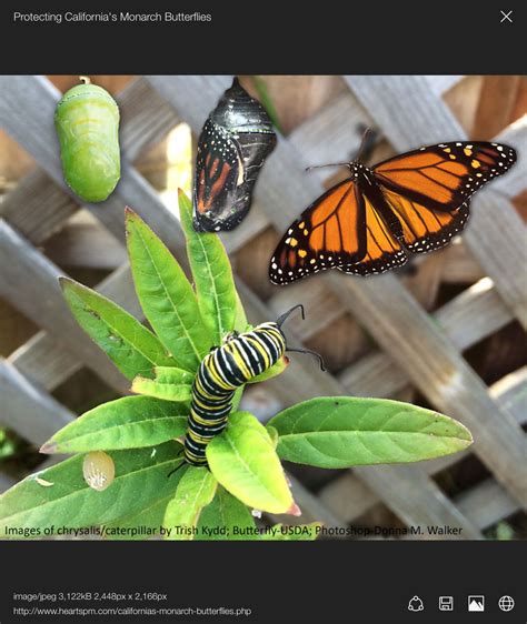  QUEEN BUTTERFLY: A Tiny Flutterer That Embraces a Multifaceted Life Cycle!