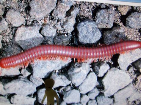  Ringed Worm, Its Segmented Body a Symphony of Motion: Unveiling Nature's Exquisite Choreography!