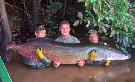  Arapaima!  The Giant Fish With Amazonian Roots That Prefers Still Water