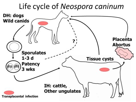  Neospora! A Tiny Parasite That Packs a Powerful Punch When It Comes To Infecting Livestock