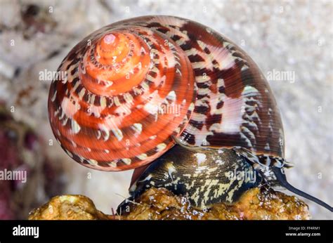   turban Snail, 이 아름다운 복합 껍질을 가진 달팽이는 어떻게 해낼까요?