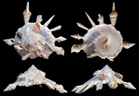   Xenophora: 🐚  The Mysterious Mollusk That Wears Its Home Like Fashionable Armor!